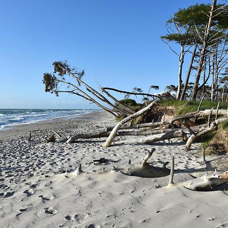 Strandhafer An Der Seebruecke Zingst Eksteriør billede